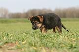 BERGER ALLEMAND 1127